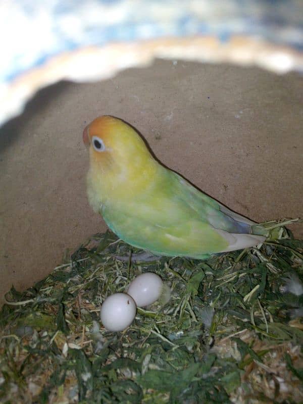 Love birds with cage 5
