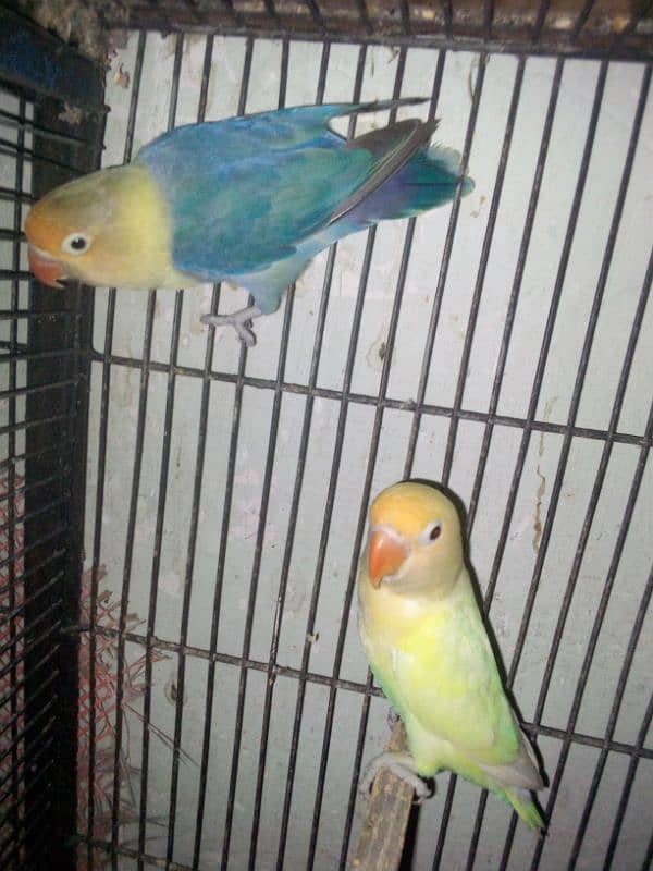 Love birds with cage 6