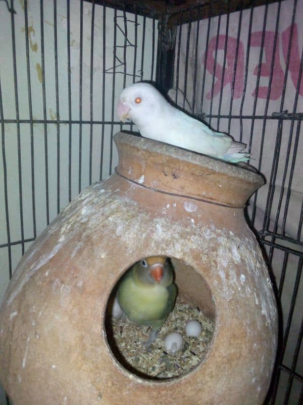 Love birds with cage 7