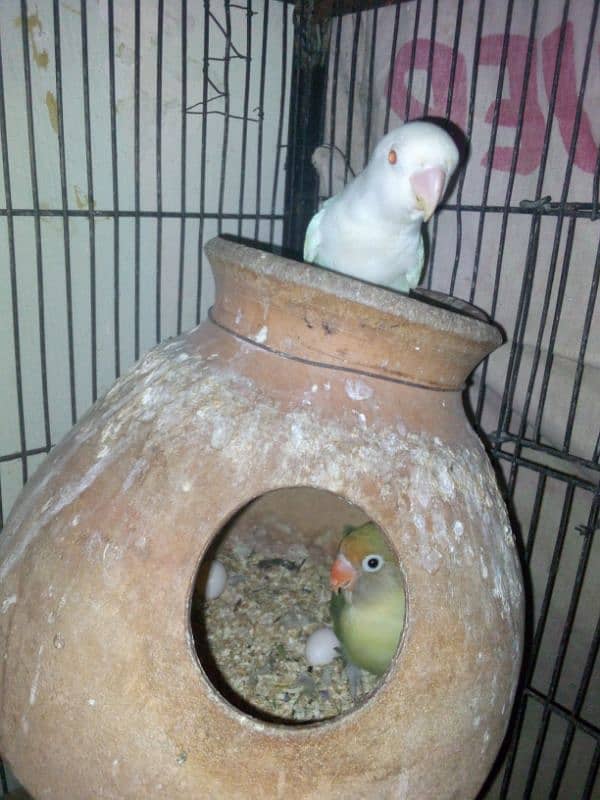 Love birds with cage 8