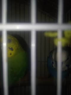 parrot