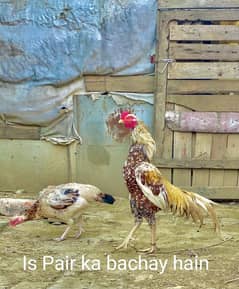 Aseel Pathay 4 mounth . 03408589955