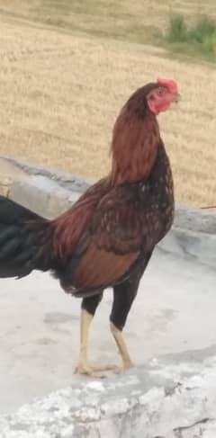 hens for sale