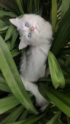 Persian Male cat