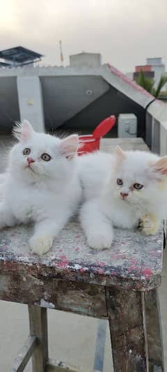 White Persian Kittens up for Sale