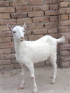 teddy goats