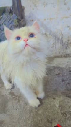 Persian Cat for sale tripple coated