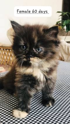 Persion punch face kittens