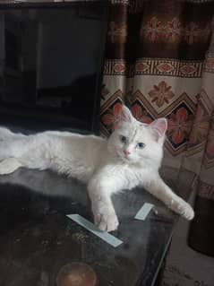 Persian male blue Eyes