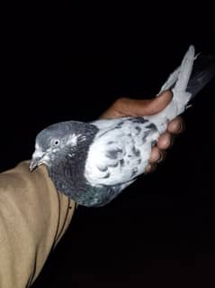 peigon