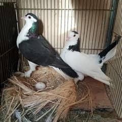 kabootar