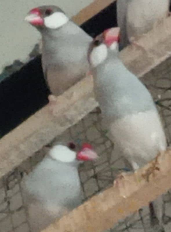 white java / silver java. / fawn java  / Diamond pied Doves 0