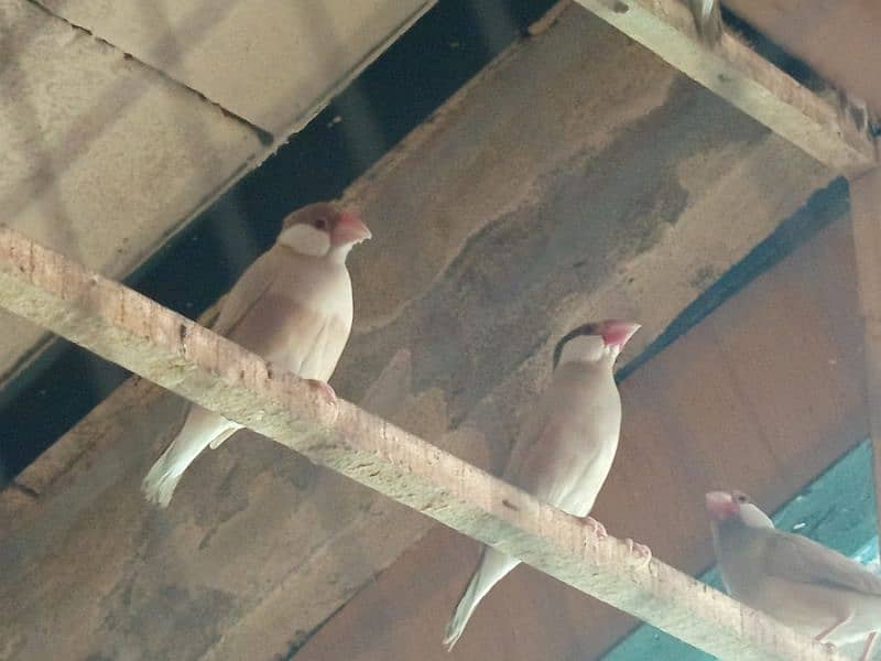 white java / silver java. / fawn java  / Diamond pied Doves 1