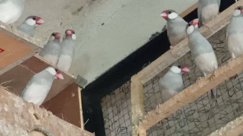 white java / silver java. / fawn java  / Diamond pied Doves 3