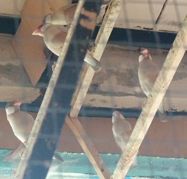 white java / silver java. / fawn java  / Diamond pied Doves 4