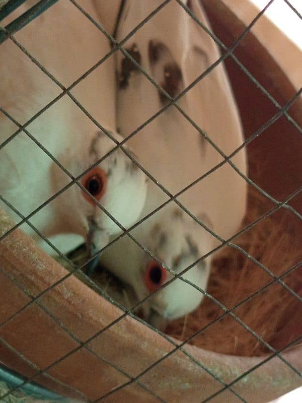 white java / silver java. / fawn java  / Diamond pied Doves 6