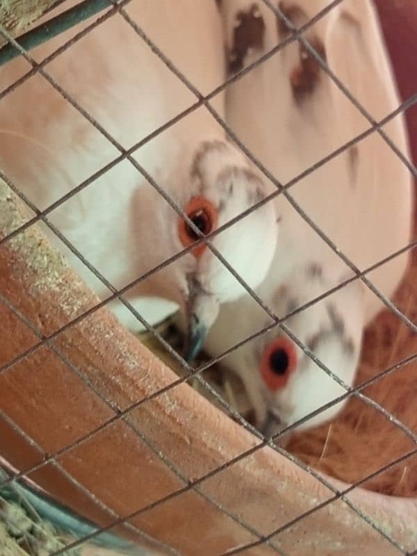 white java / silver java. / fawn java  / Diamond pied Doves 7