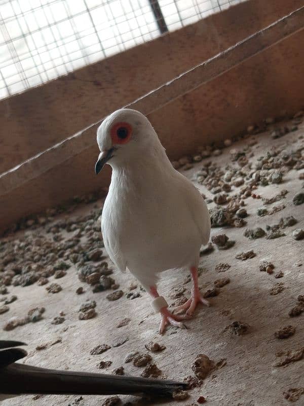 white java / silver java. / fawn java  / Diamond pied Doves 9