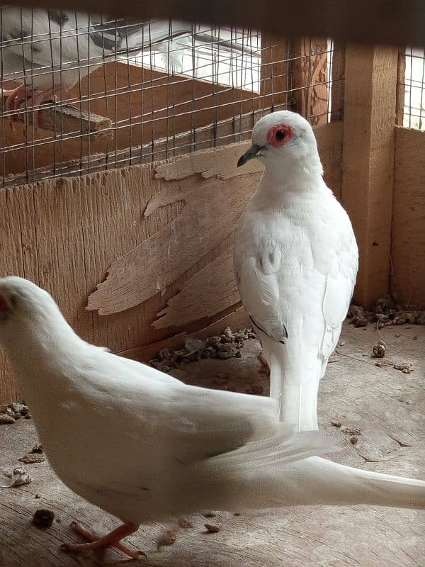 white java / silver java. / fawn java  / Diamond pied Doves 11