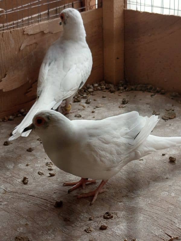 white java / silver java. / fawn java  / Diamond pied Doves 12