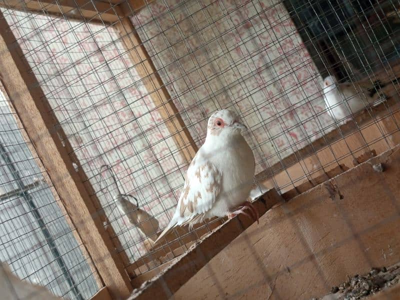 white java / silver java. / fawn java  / Diamond pied Doves 13