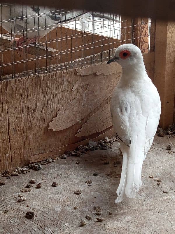 white java / silver java. / fawn java  / Diamond pied Doves 14