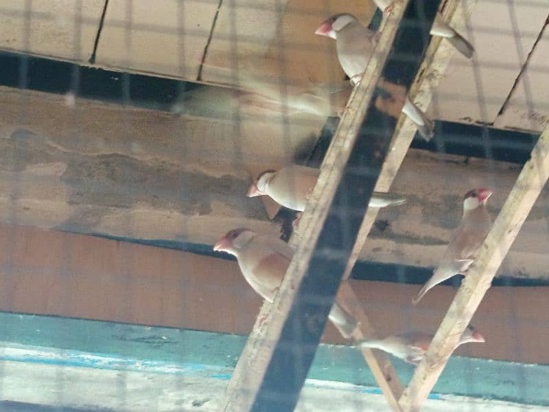white java / silver java. / fawn java  / Diamond pied Doves 19