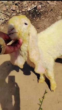 sheep kajla | Bakra 0300-0091606