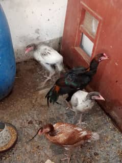 Aseel chickens mian wali pair of 4