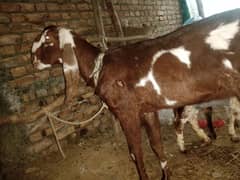 Bakra