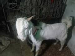 Bakra