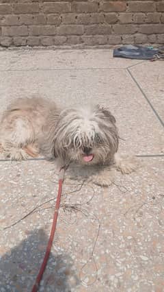 shihtzu