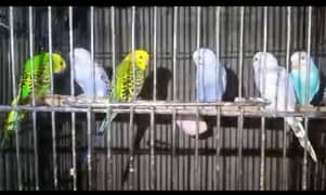Australian budgies 320 pr pcs