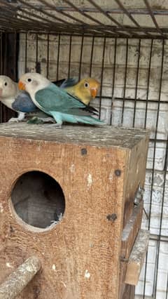 Parblue Euwing opaline / pale fellow & Blue opaline/ pale fellow