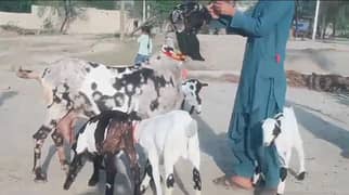 desi Bakri 3 bacchon Ke Sath For Sale WhatsApp 0370,48,15,728