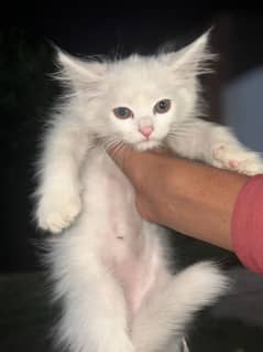 russian cat