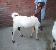 Qurbani