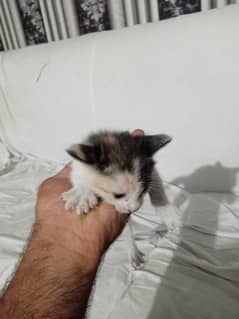 cats
