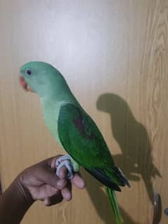 Raw pahari near to self chick. ( karachi breed )