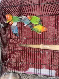 3 pairs Love birds breeders