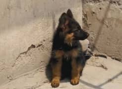 German
