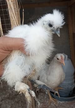 Fancy black/blue/white silkie birds