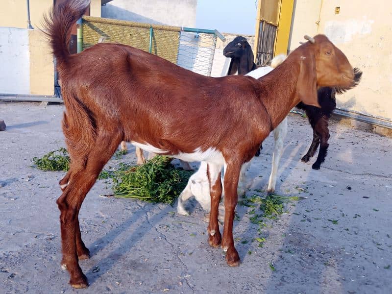 Bakri 2
