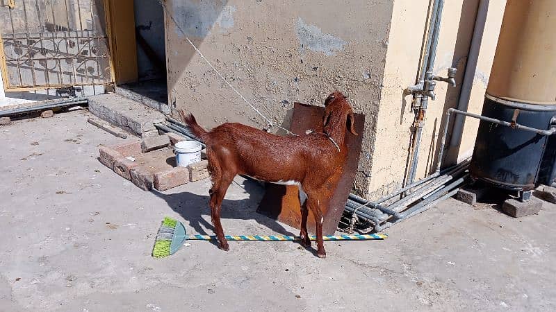 Bakri 3
