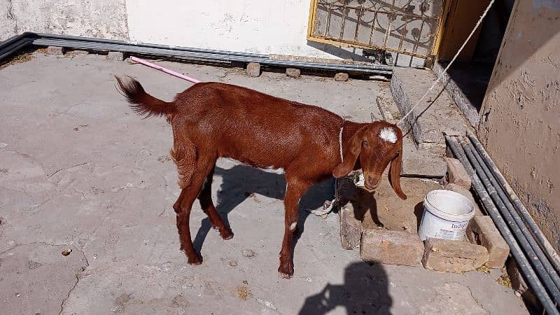 Bakri 4