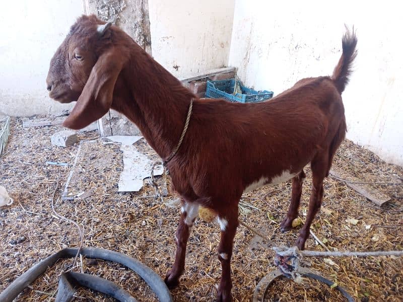 Bakri 5