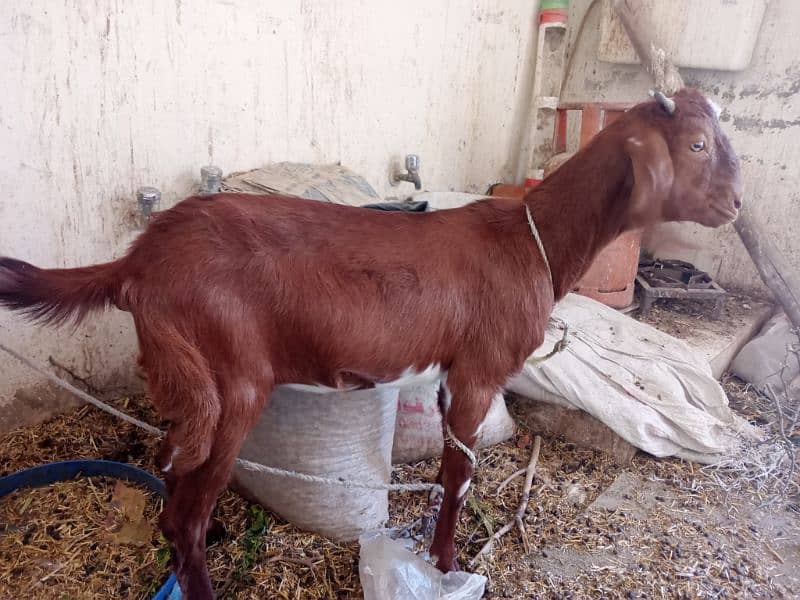 Bakri 6