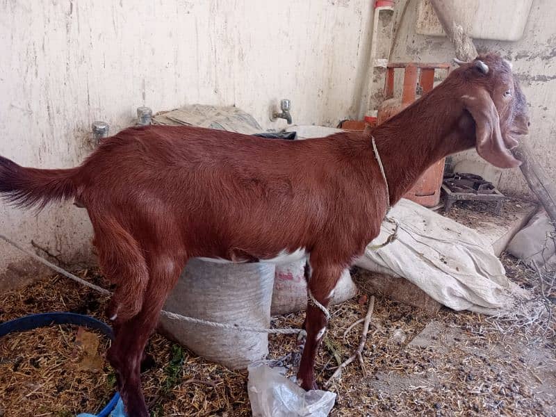 Bakri 7