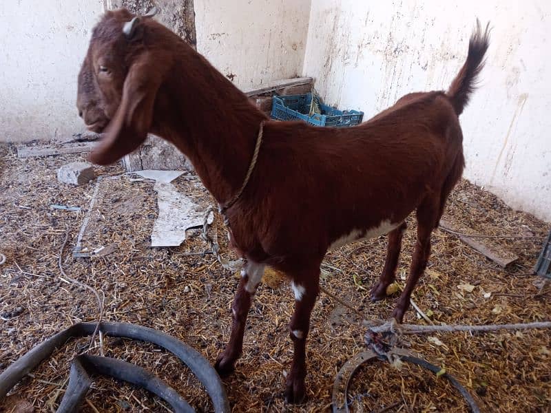 Bakri 8