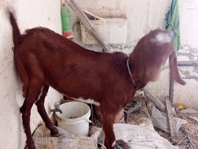 Bakri 9